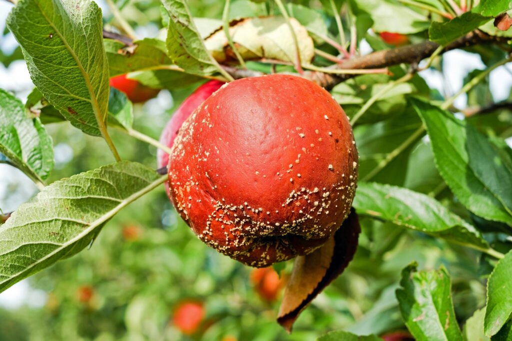 An Apple rotting because of mold growth