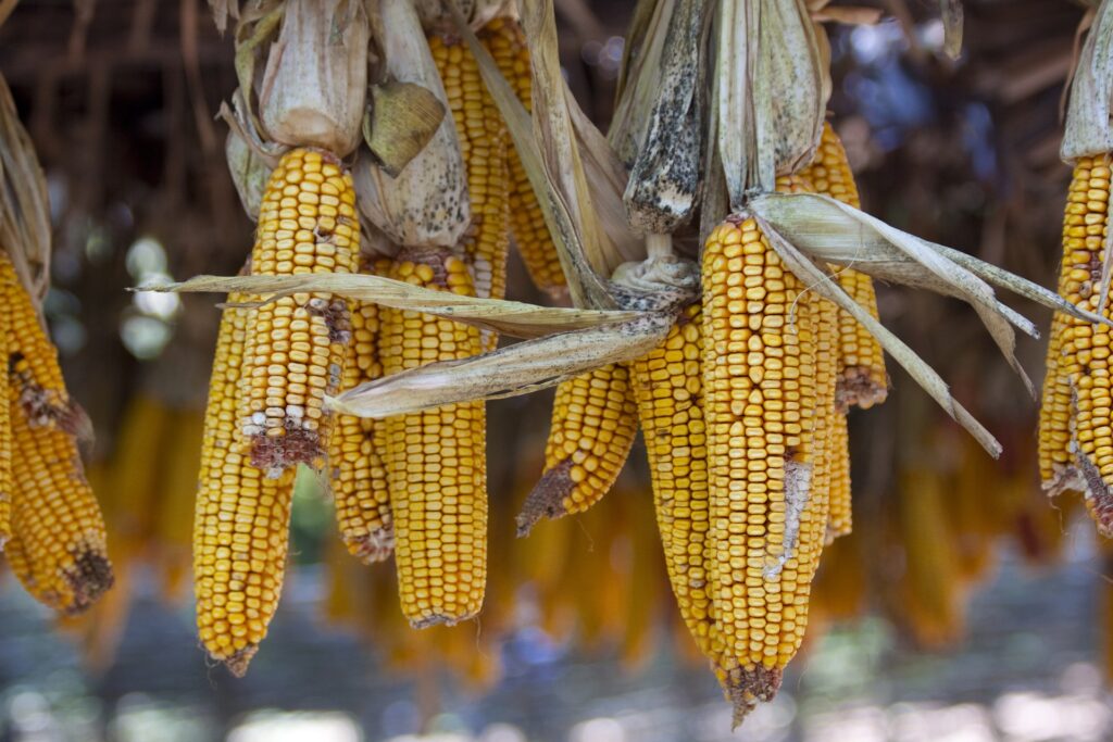 Maize cobs impacted by mold