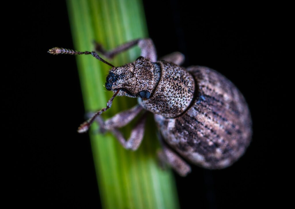 Close up of a Weevil