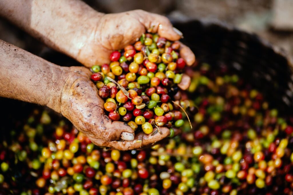 Coffee before harvest