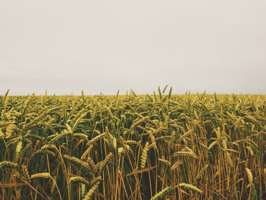 example of food crop - wheat