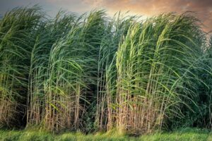 cash crop such as sugar cane
