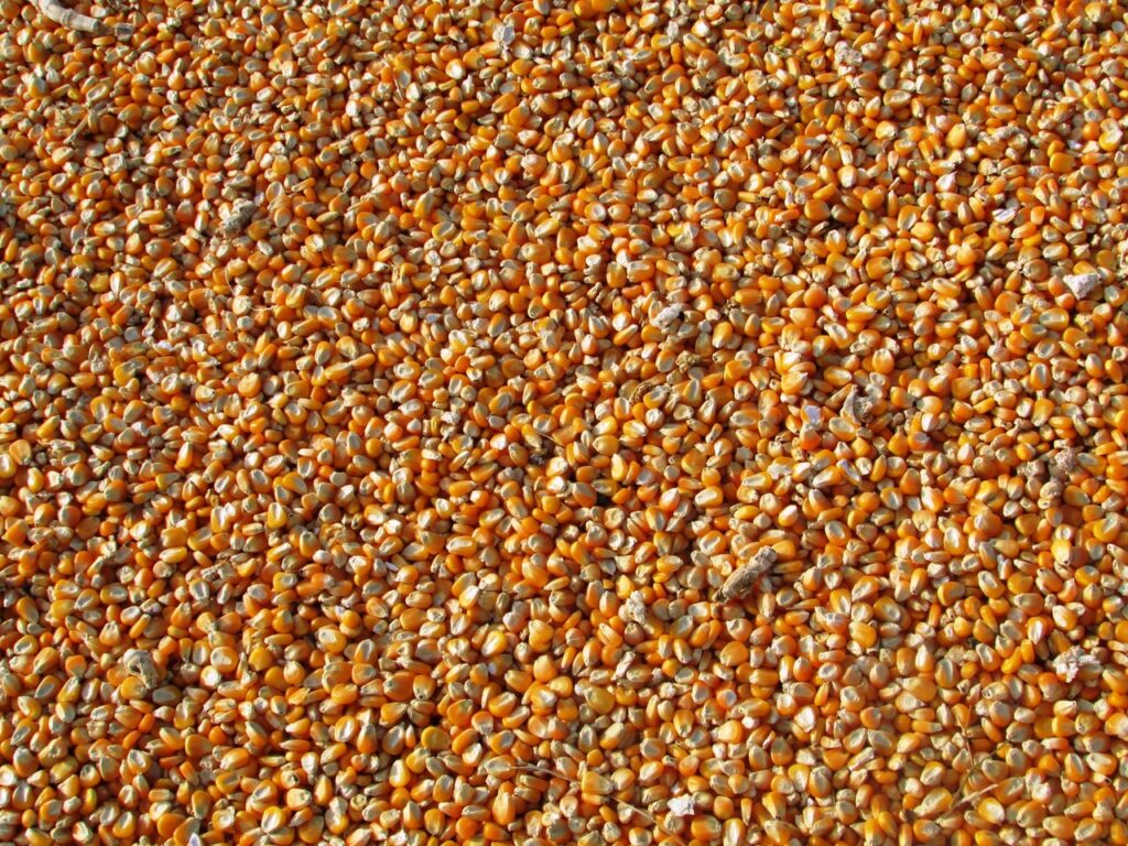 Maize as a Food Crop