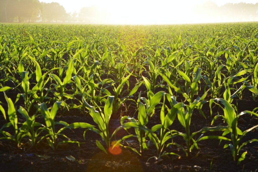 Maize or Corn Field