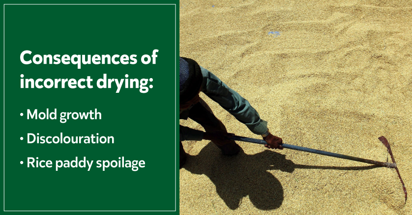 Consequences of incorrect drying of rice