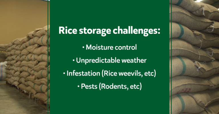 Post Harvest Management of Rice and its Challenges