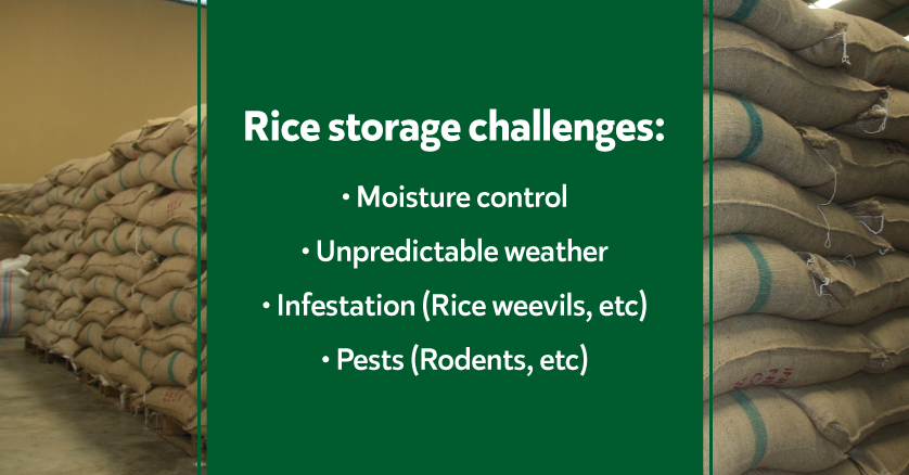 Post Harvest Management of Rice - storage challenges