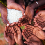 People holding grains in hand